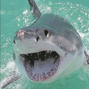 Meet your Posher, Savannah